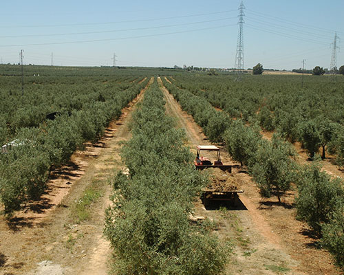 visita olivos hacienda sevilla